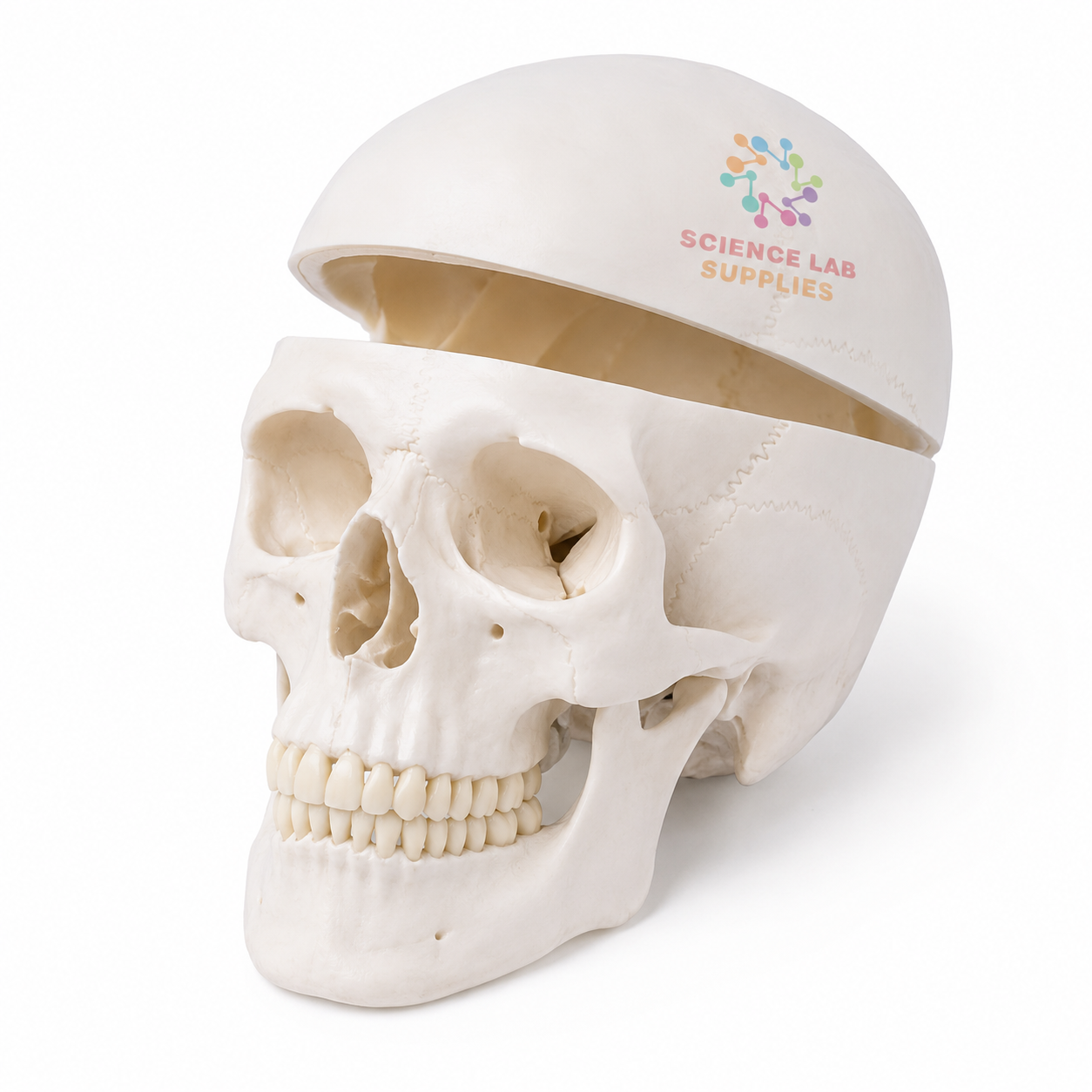 Human Model, Skull