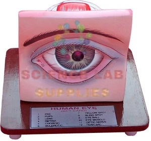 Human Eye Model with Eyelids