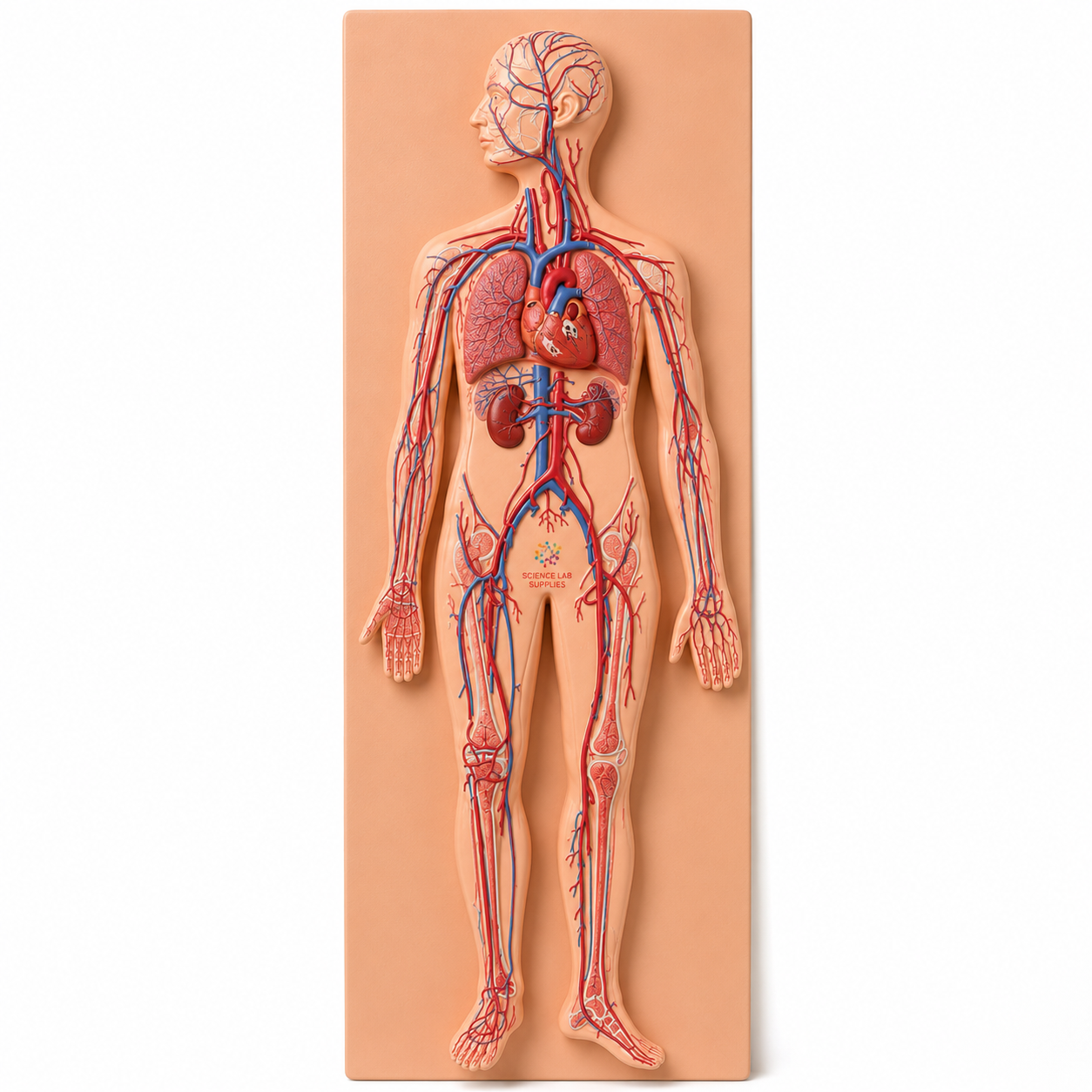 Human Circulatory System