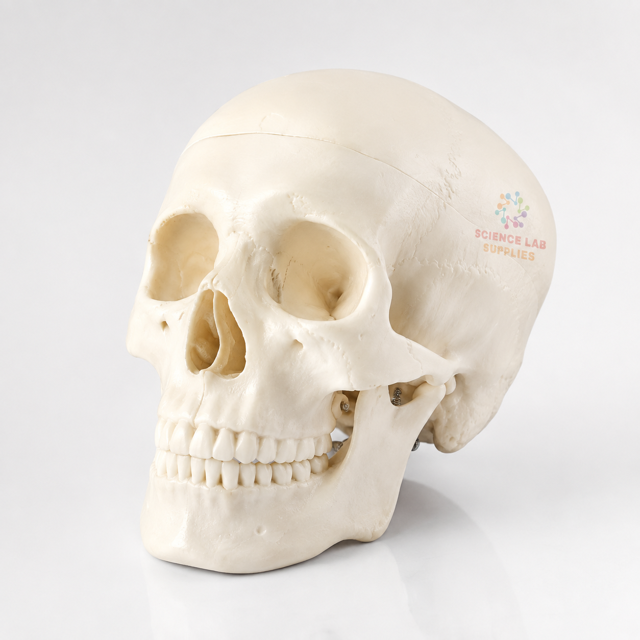 Human Skull Model, Plastic