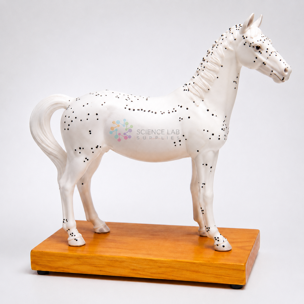 Horse Acupuncture Model