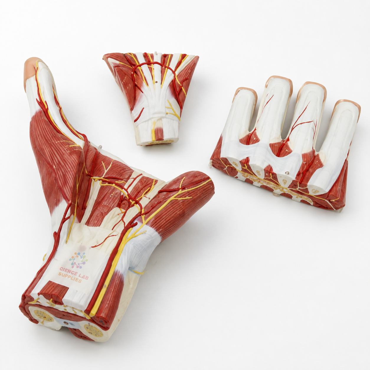 Anatomy Hand Model - 3 Parts