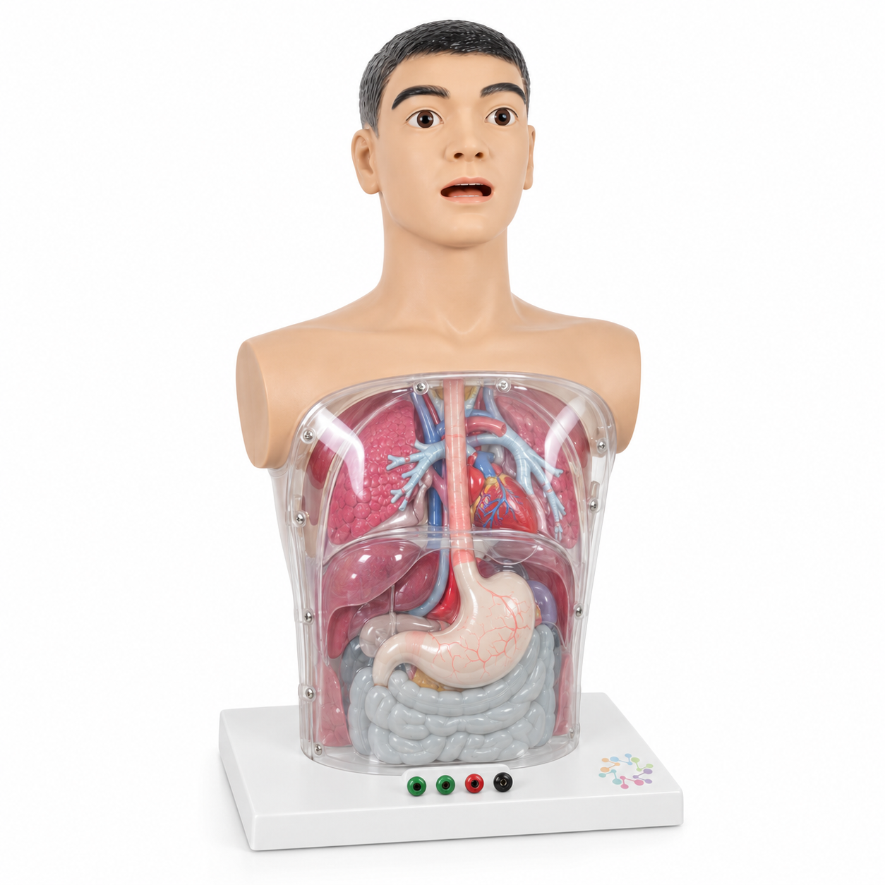 Multi-function Transparent Gastric Lavage Model