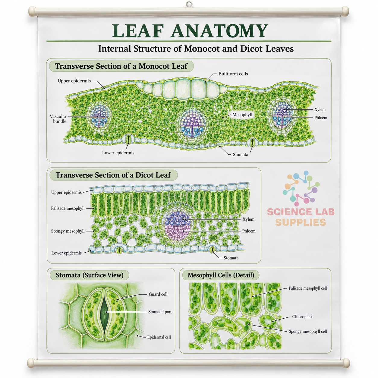 Leaf Charts, Botany, School Education