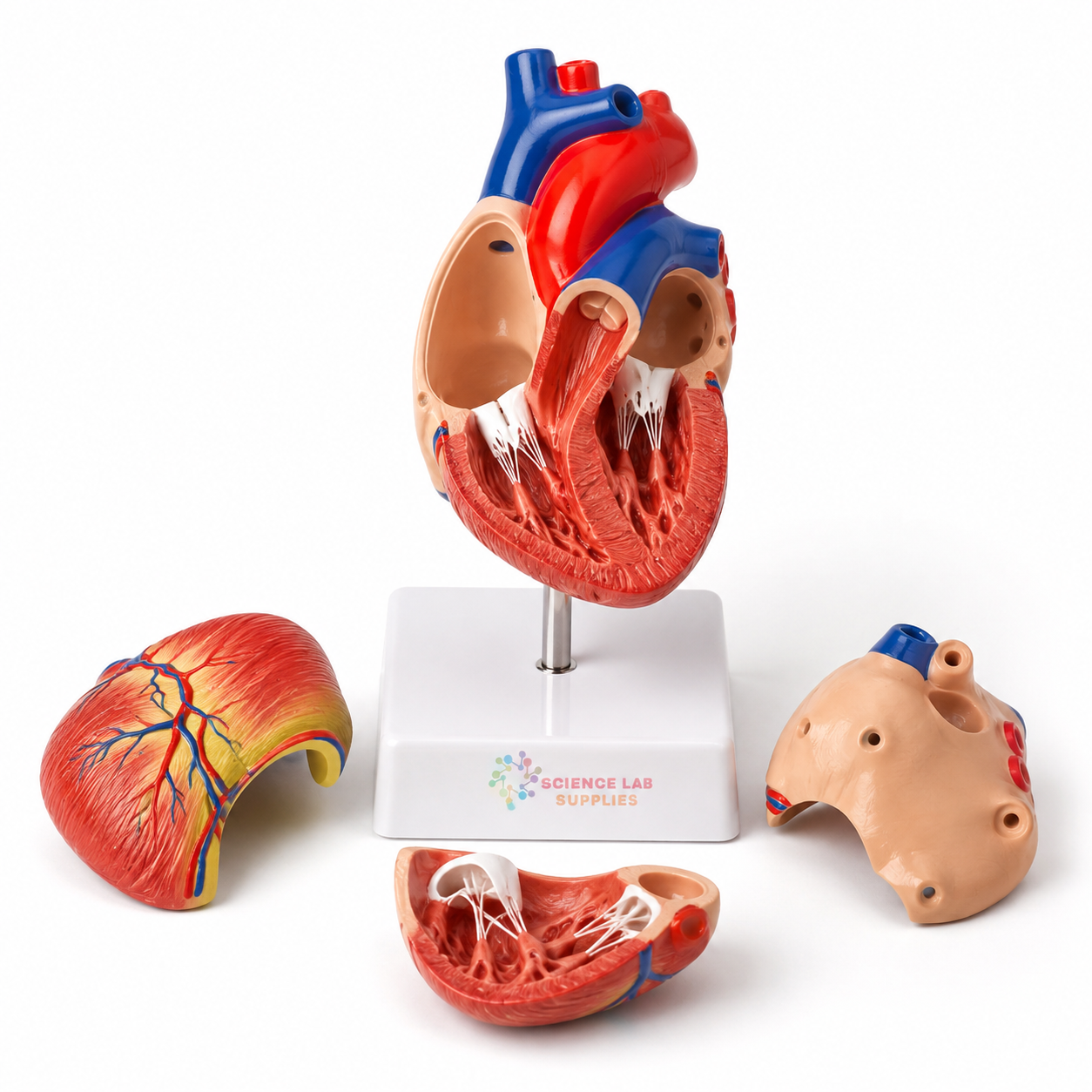 Human Heart, 4 Parts