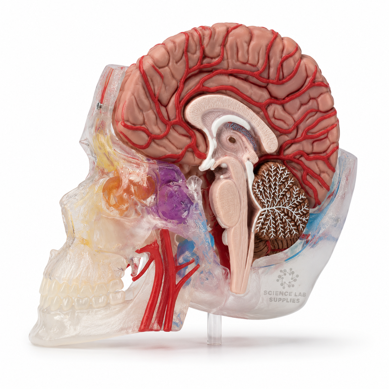 Brain Model with Skull