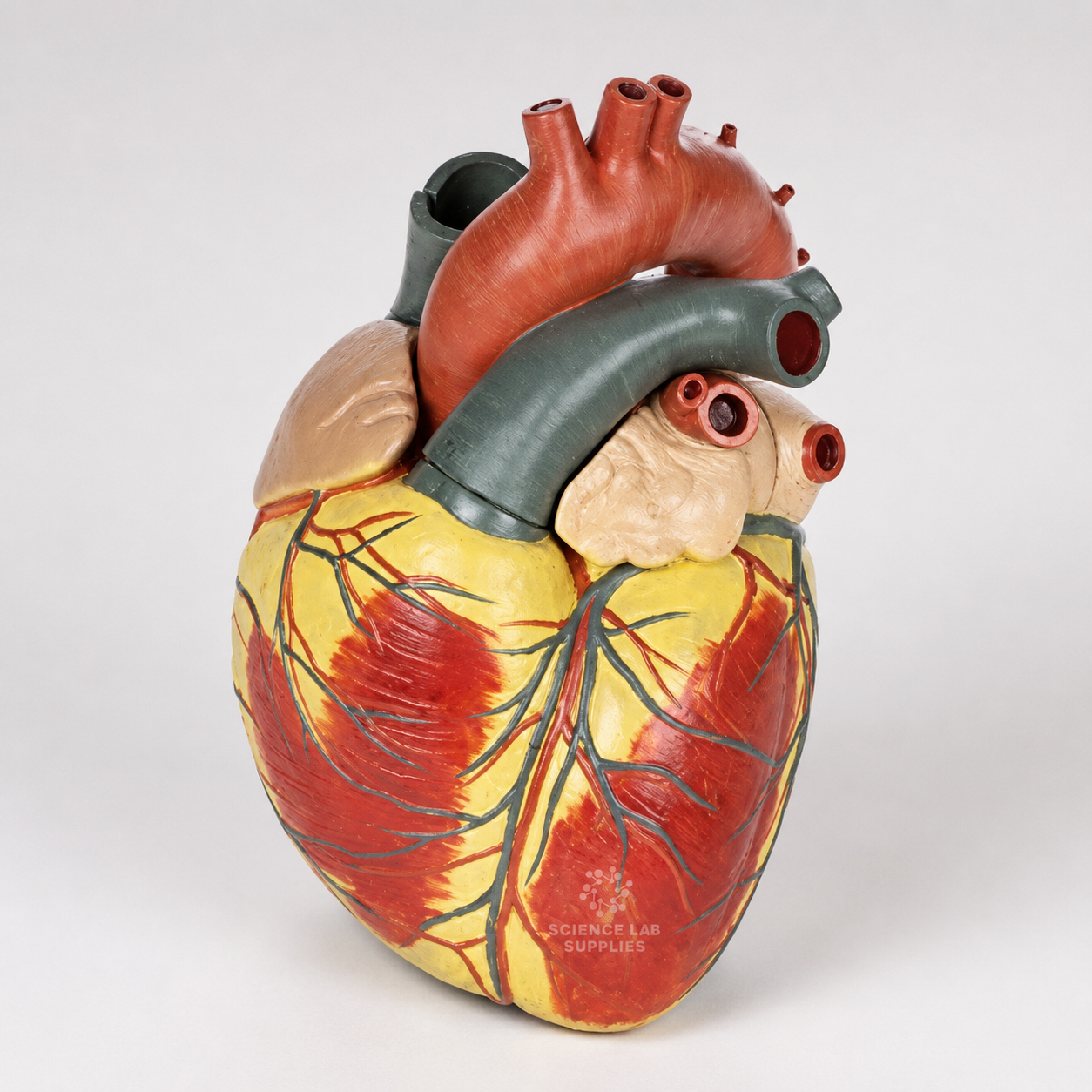 Heart with Thymus Model