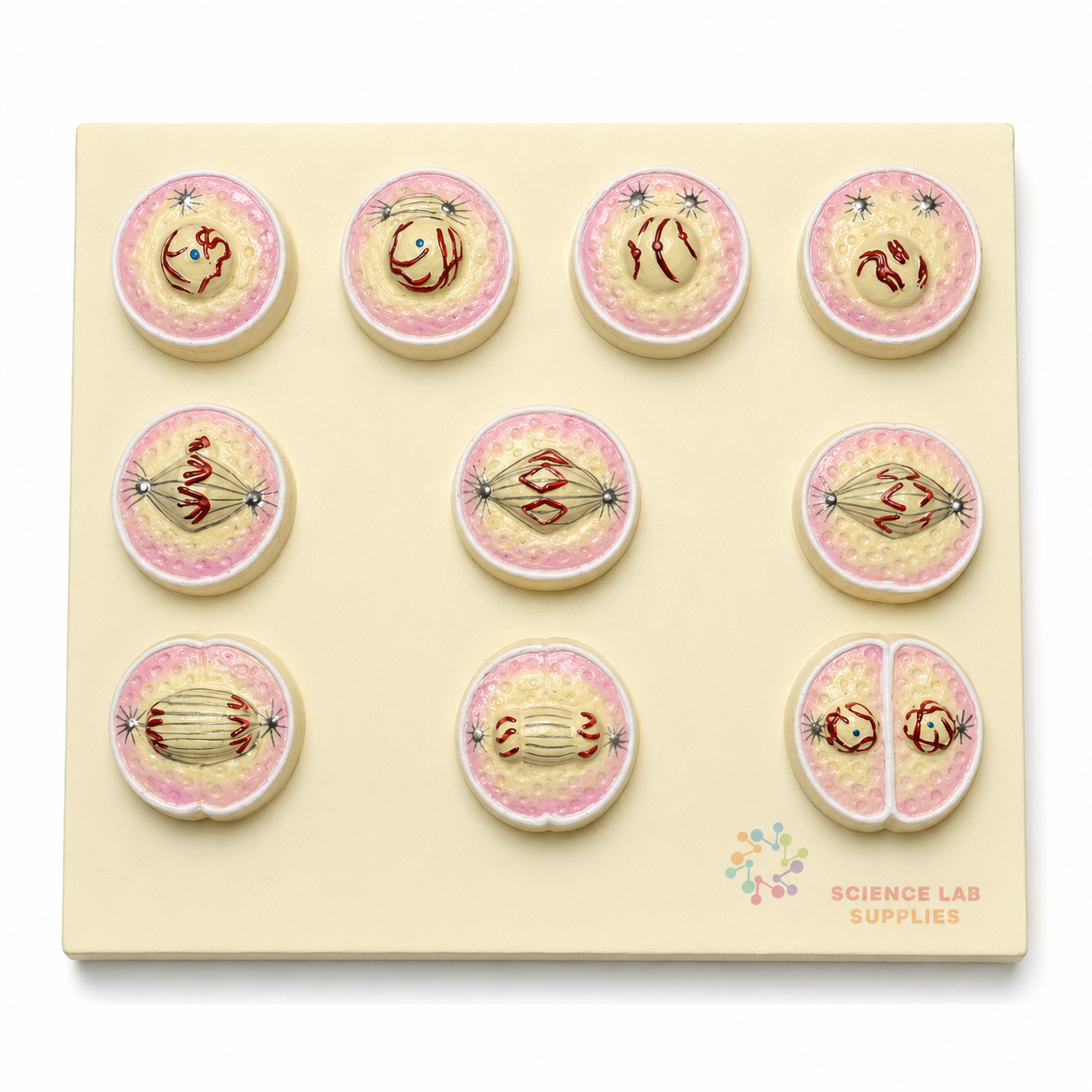 Animal Mitosis Model, Small
