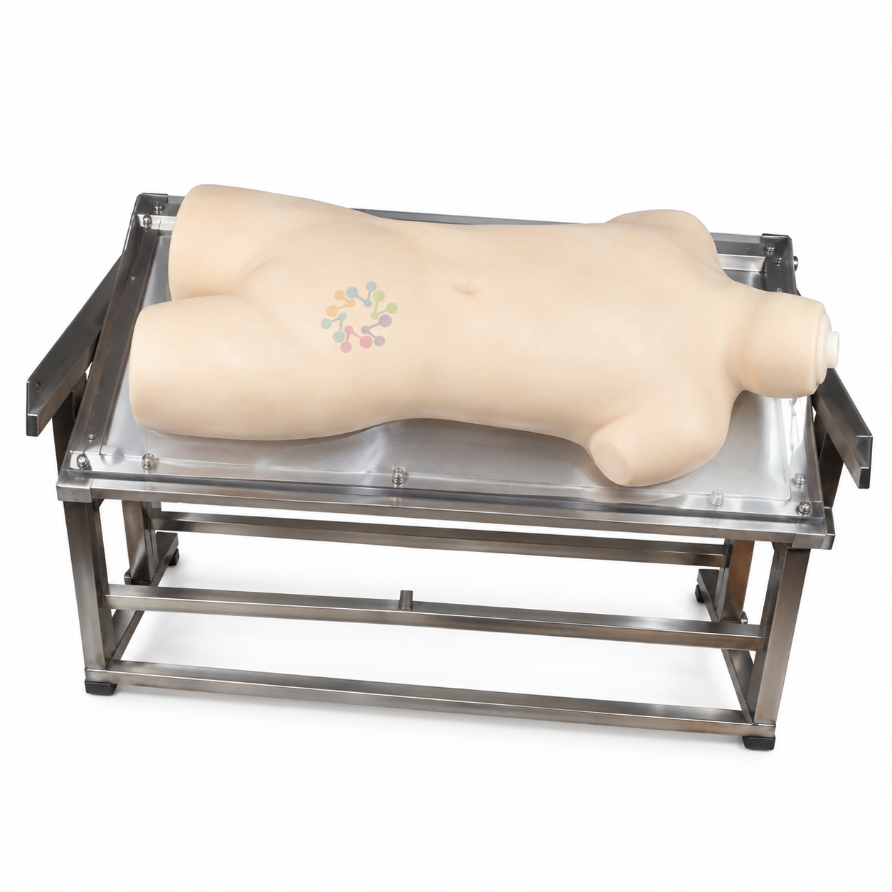 Abdominal Shifting Dullness Percussion and Puncturing Model