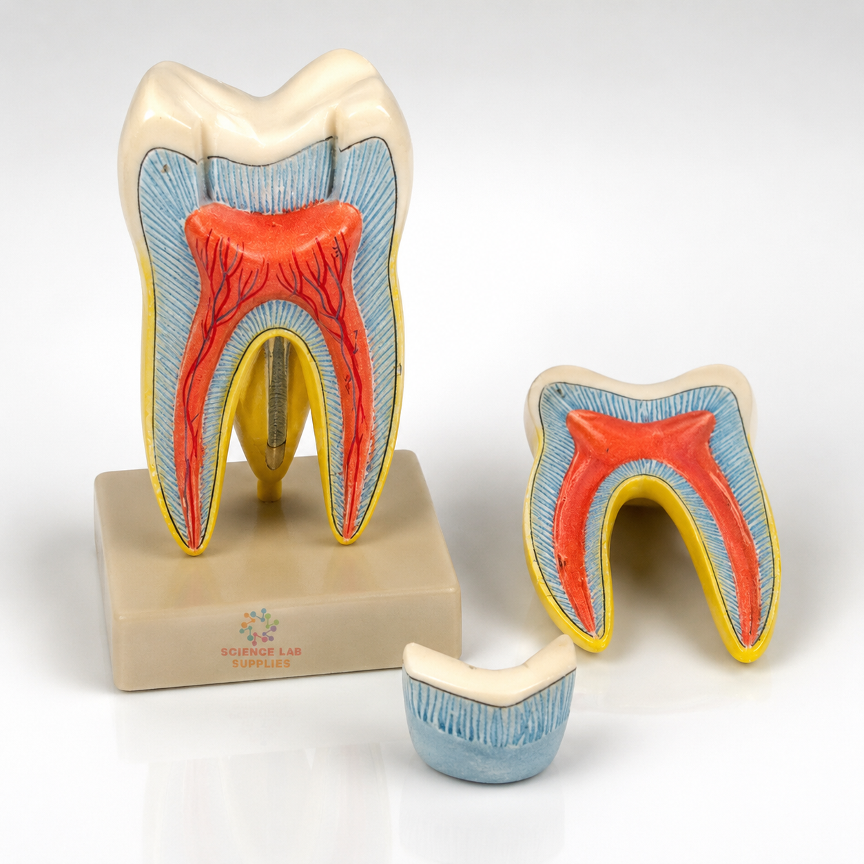 Human Teeth Model, Triple Root Molar