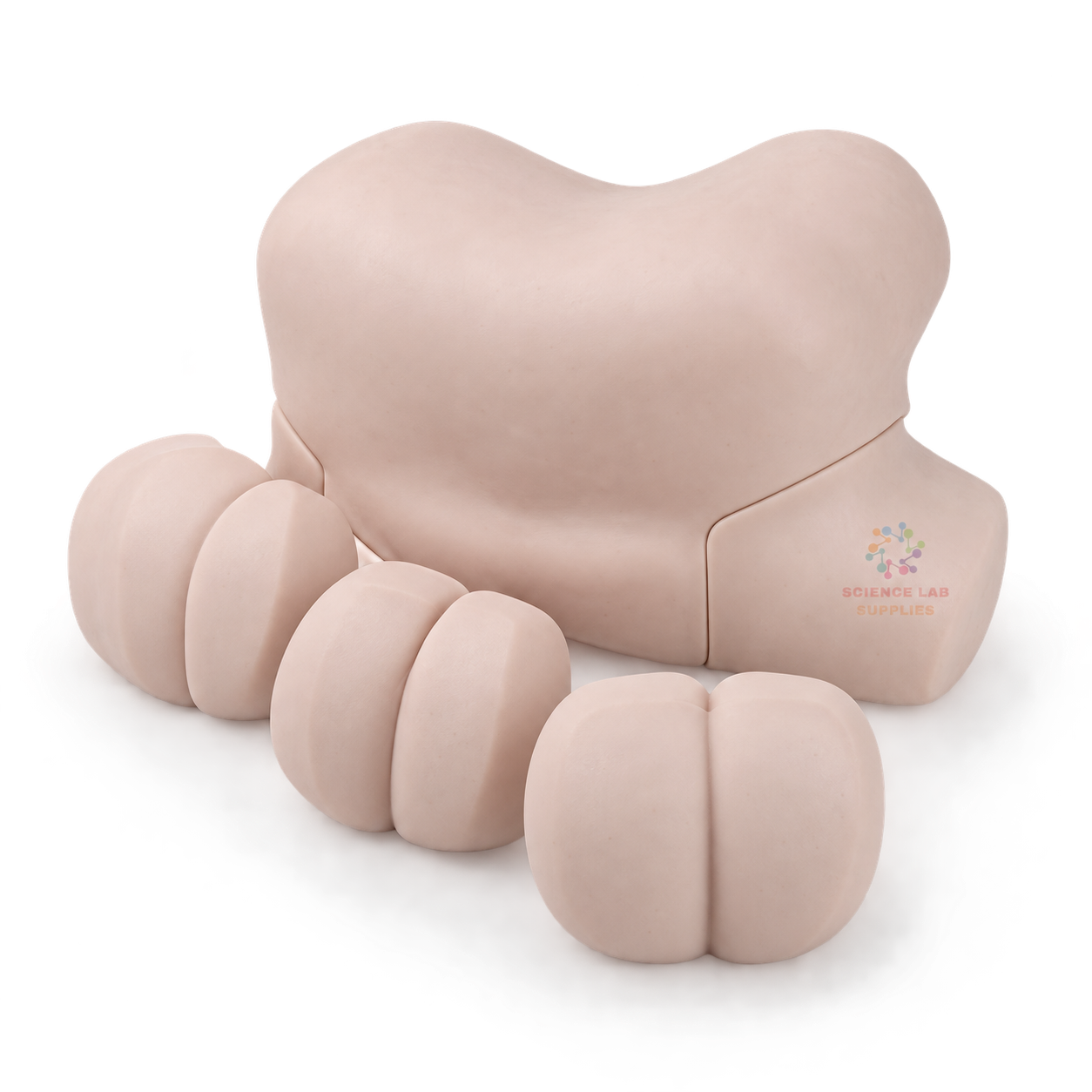 Advanced Digital Rectal Examination Training Model