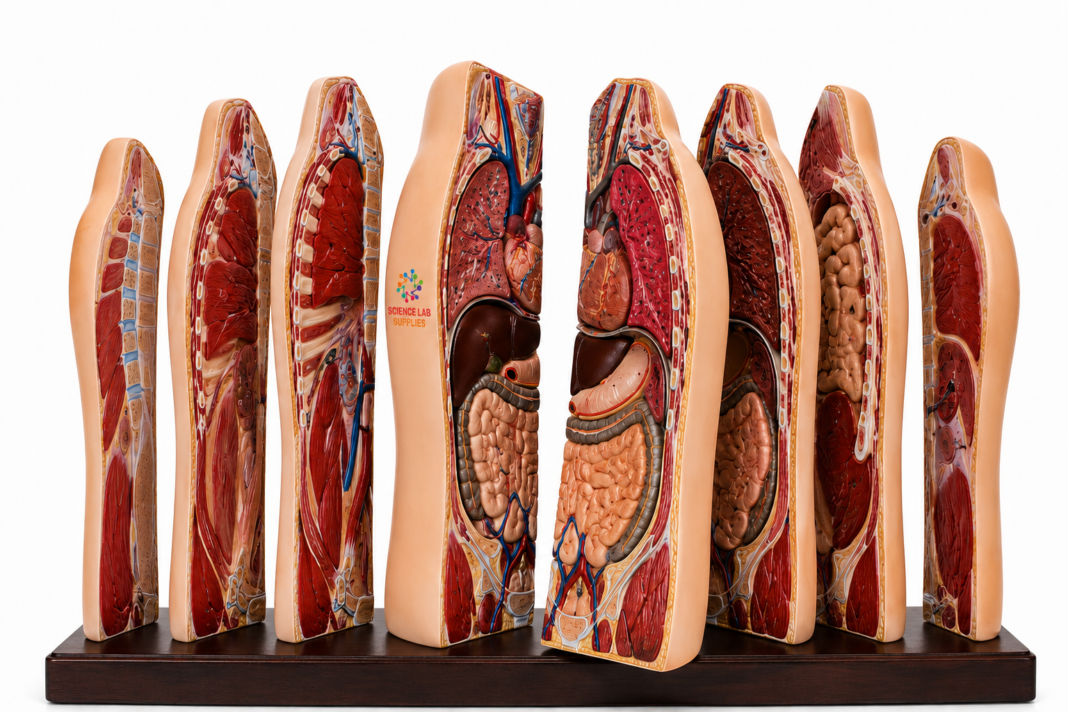 Human Torso, Vertical Shears