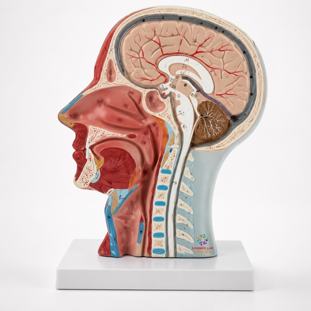 Brain with Half Head Model