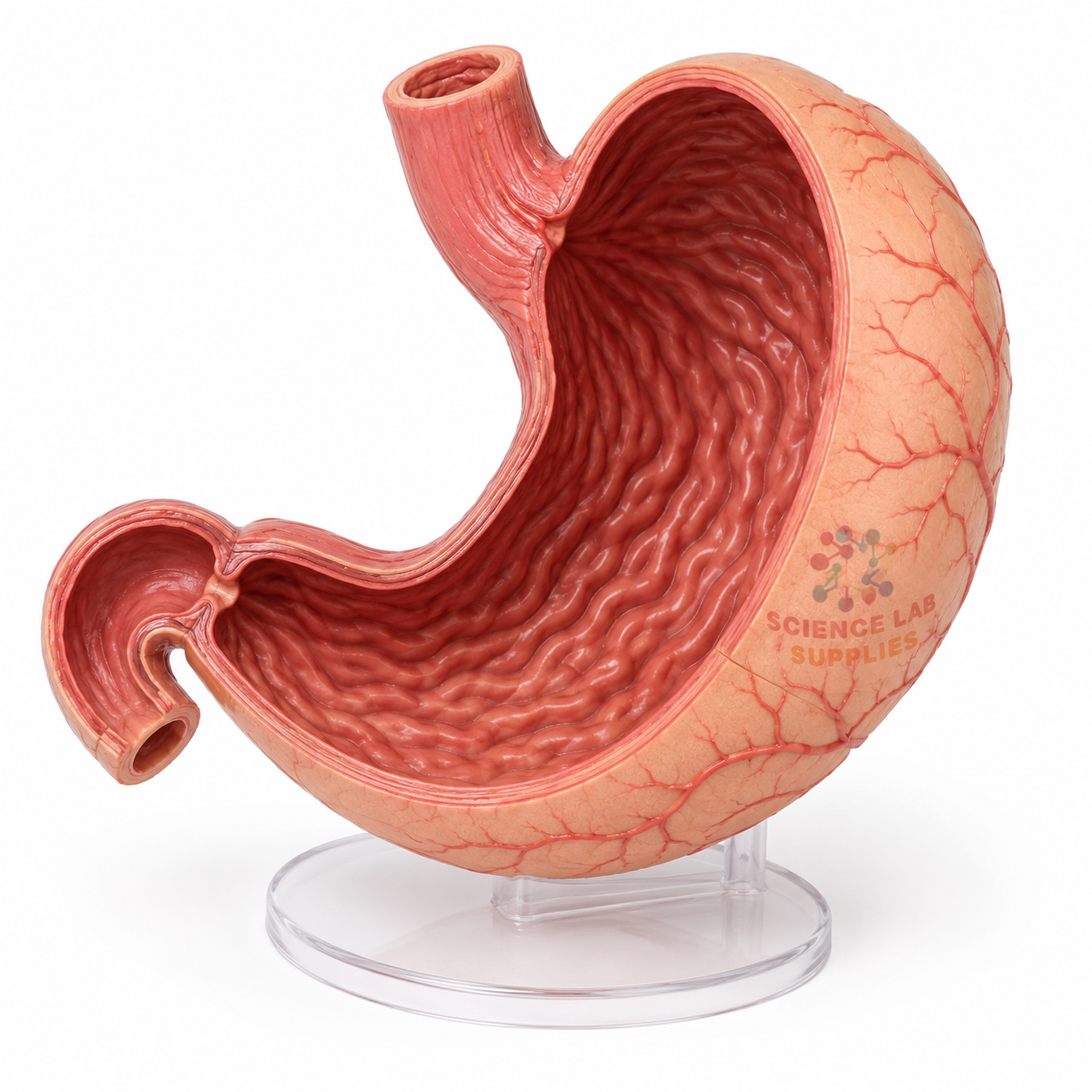 Stomach and Associated Organs Model