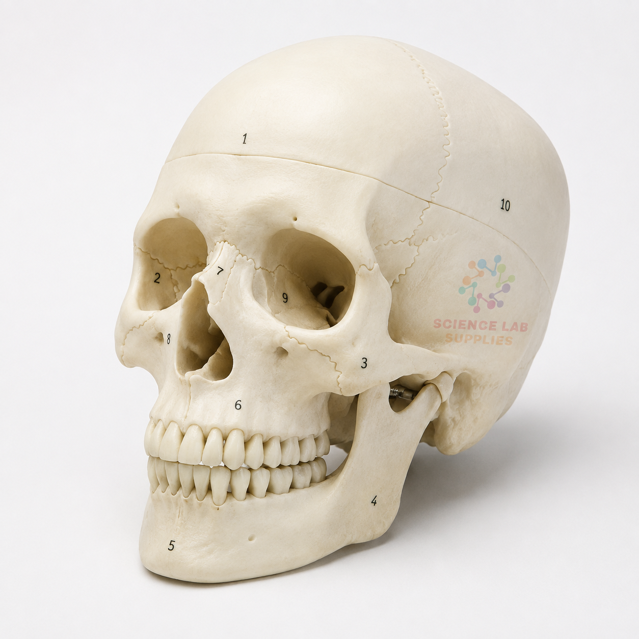 Human Skull Model, 3 Parts Numbered