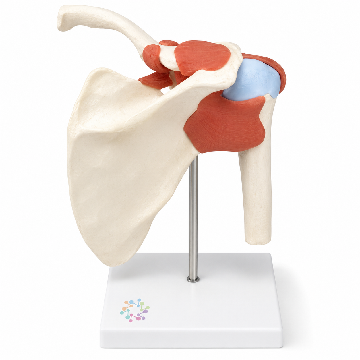 Shoulder Joint Model
