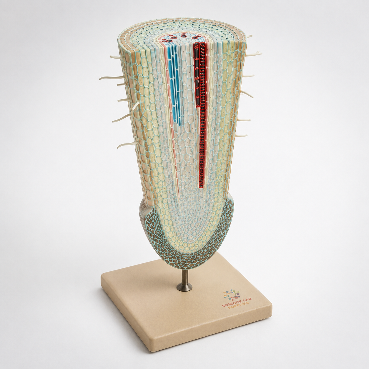 Root Tip Anatomy Model