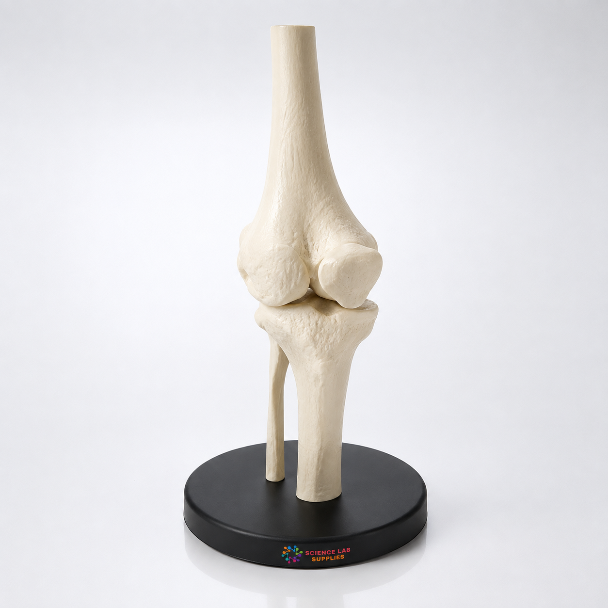 Knee Joint Skeleton Model