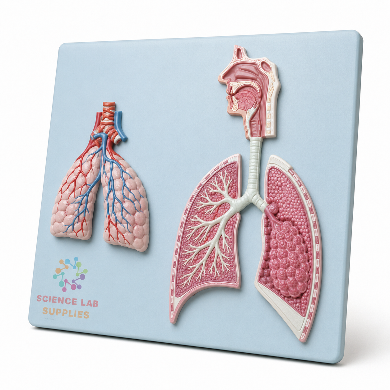Human Respiratory System with Magnified Alveolus Model