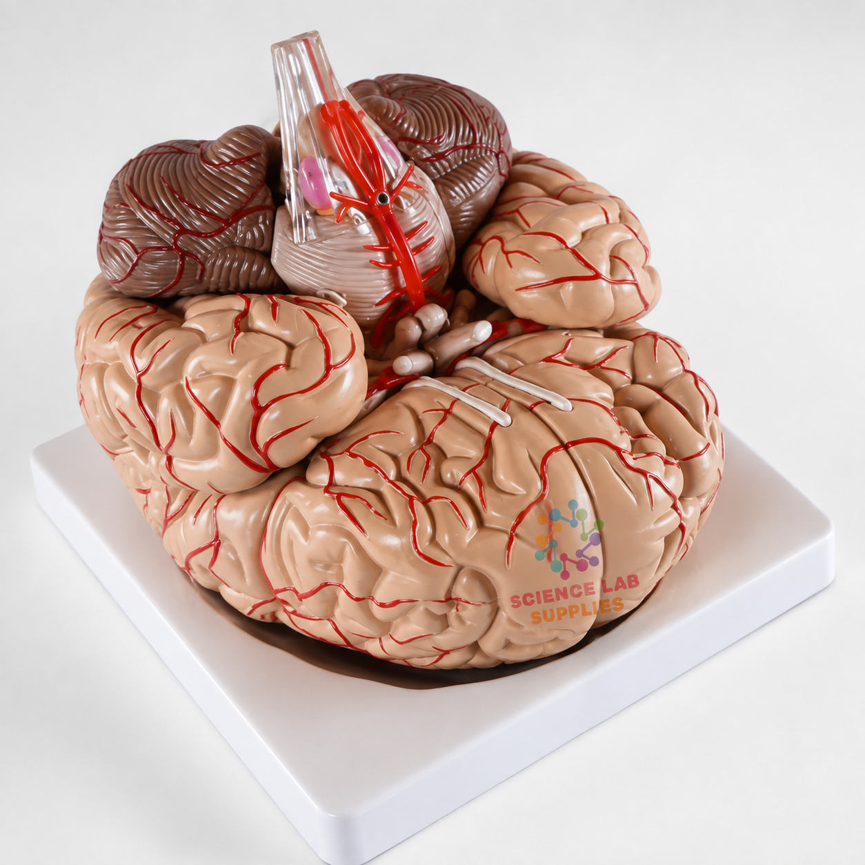 Brain Model, Life Size