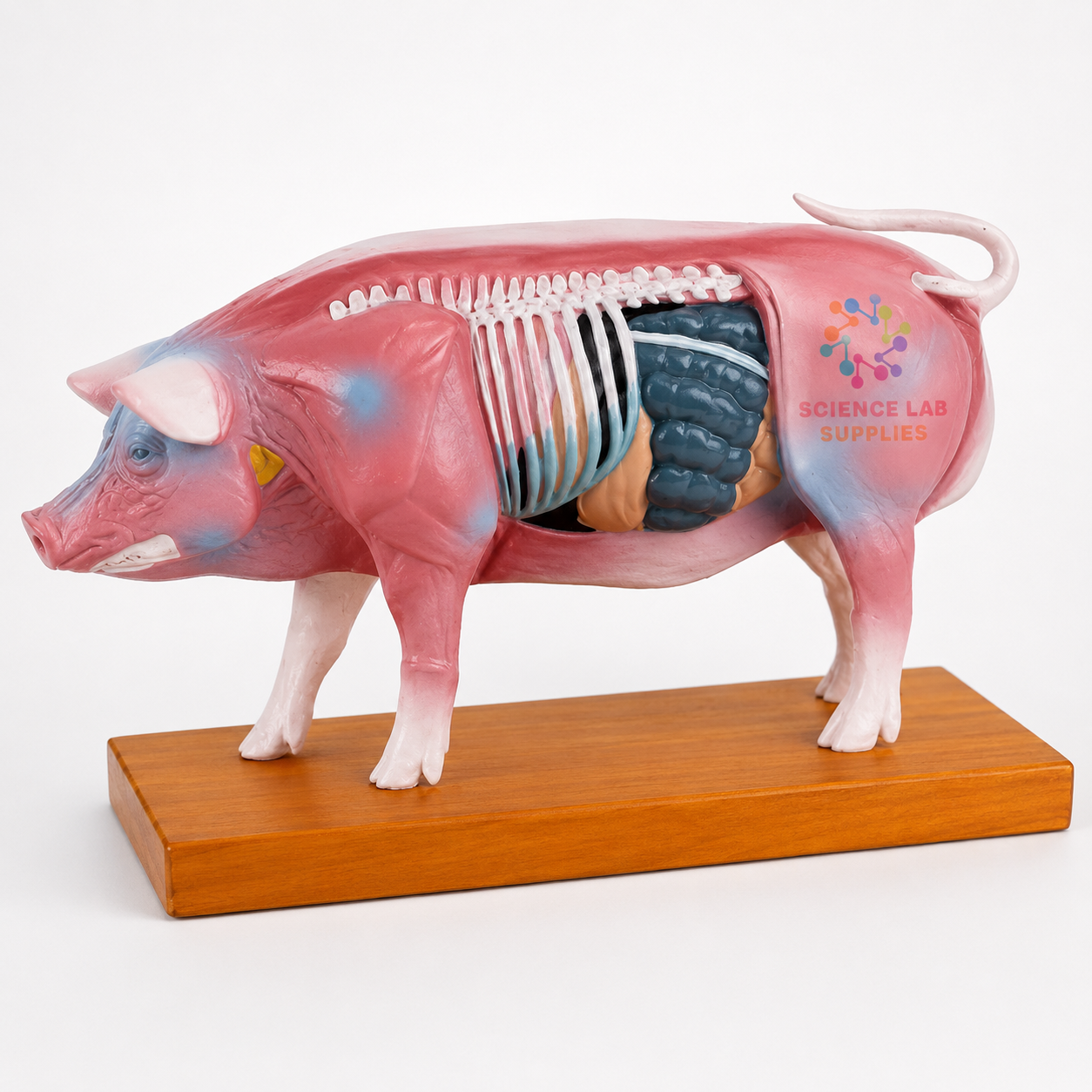 Pig Acupuncture Model