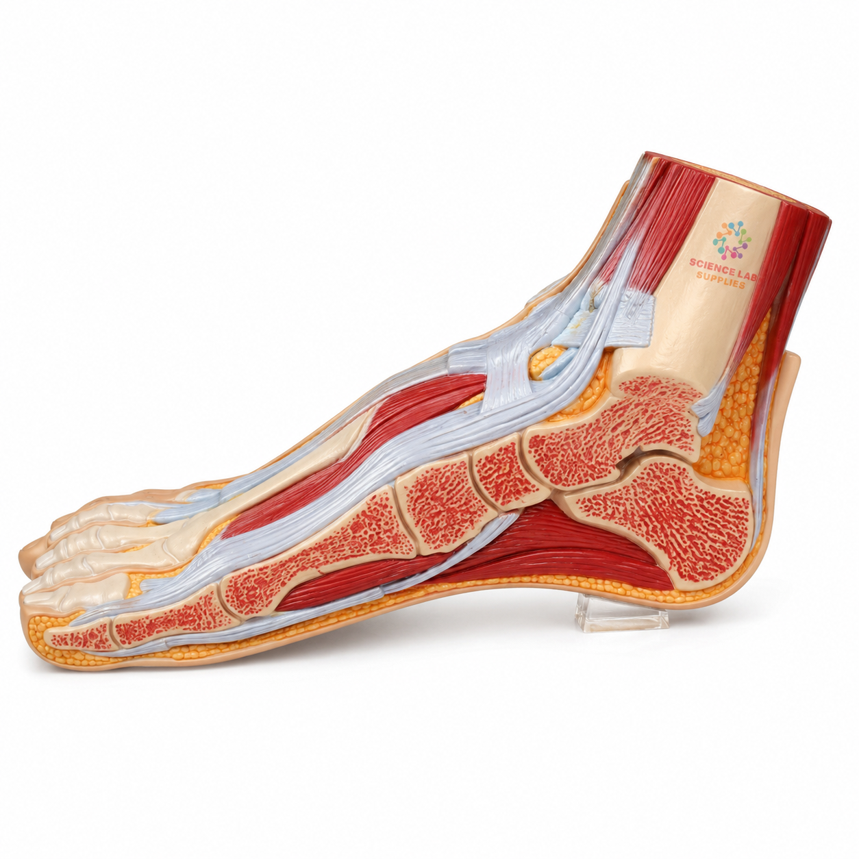 Section of Foot Model