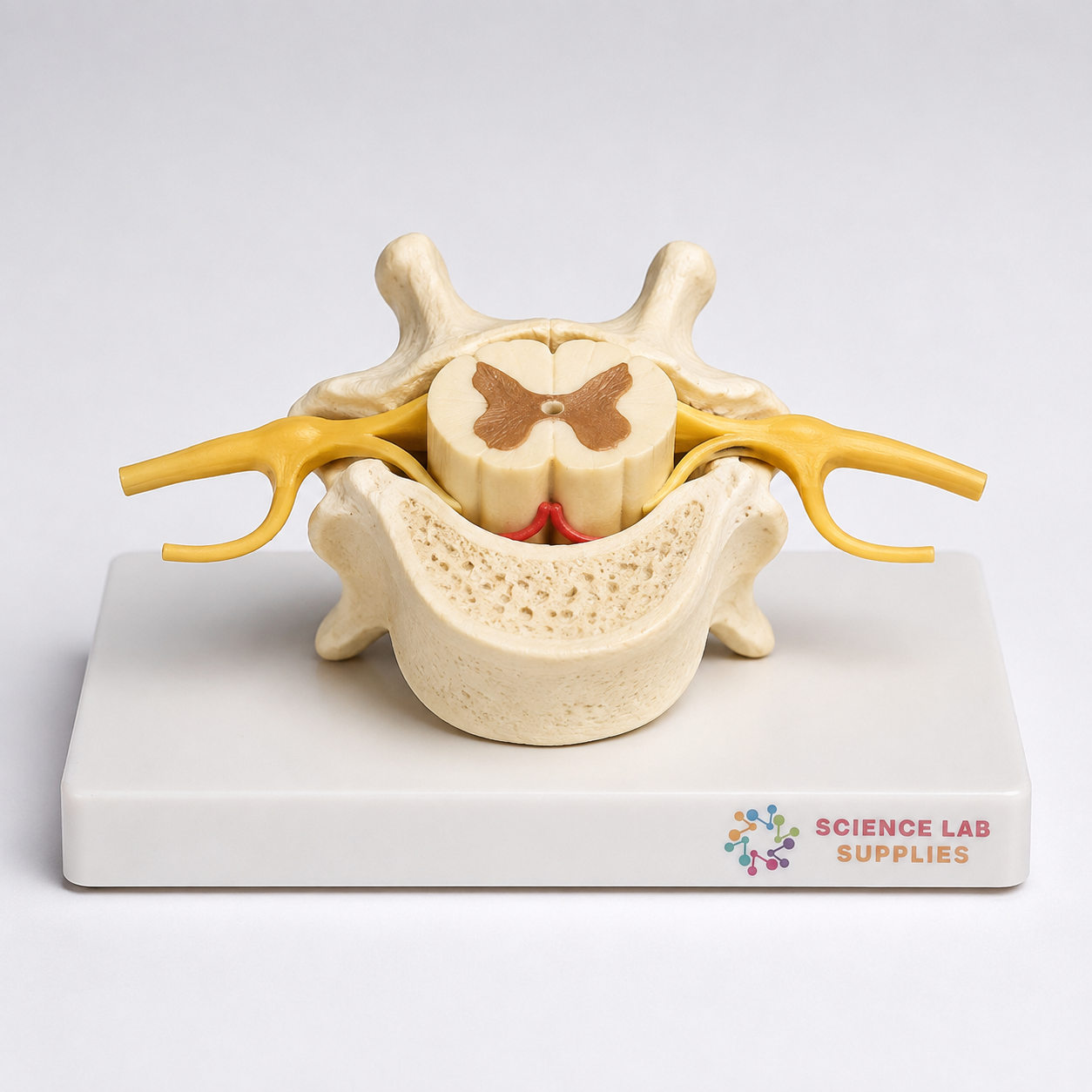 Human Vertebral And Partial Spinal Cord