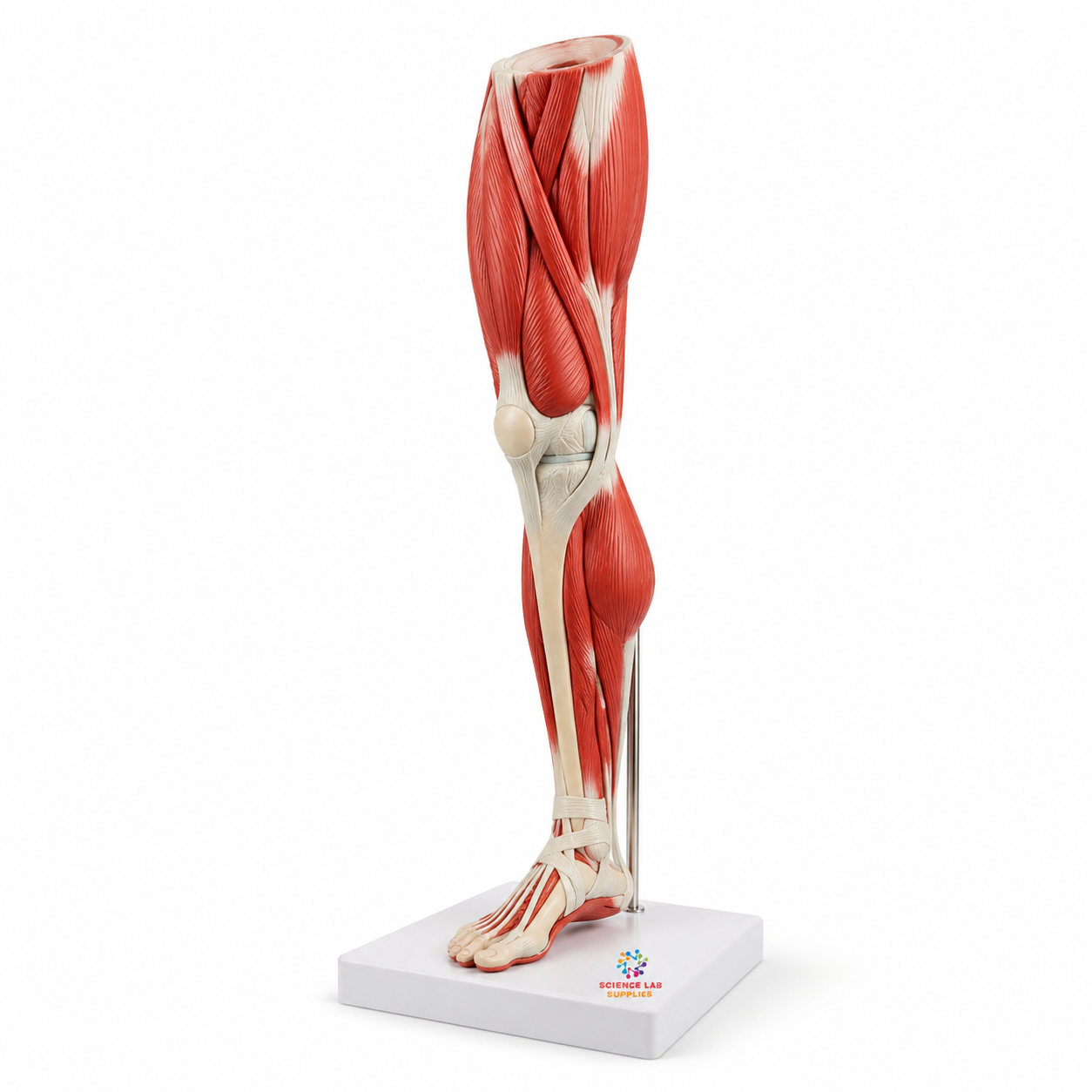 Human Leg Muscles Anatomy Model