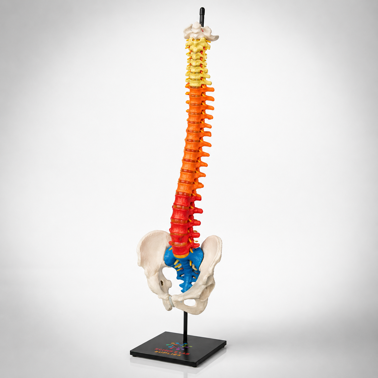 Flexible Spinal Column with Colour Coded Regions