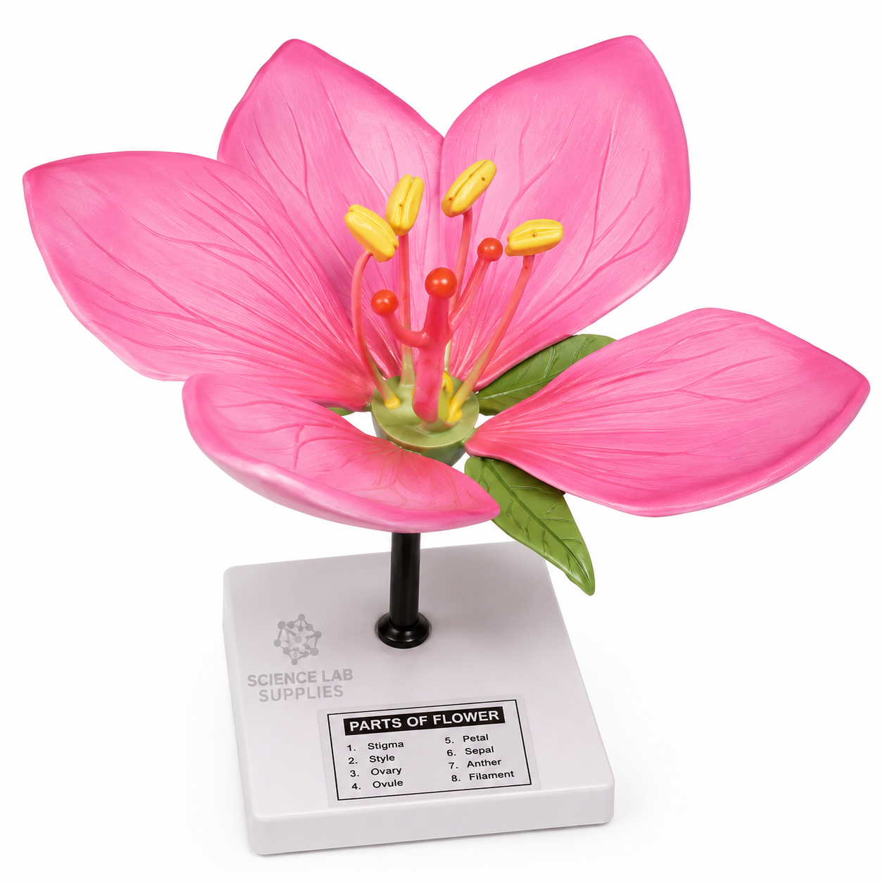 Flower Model