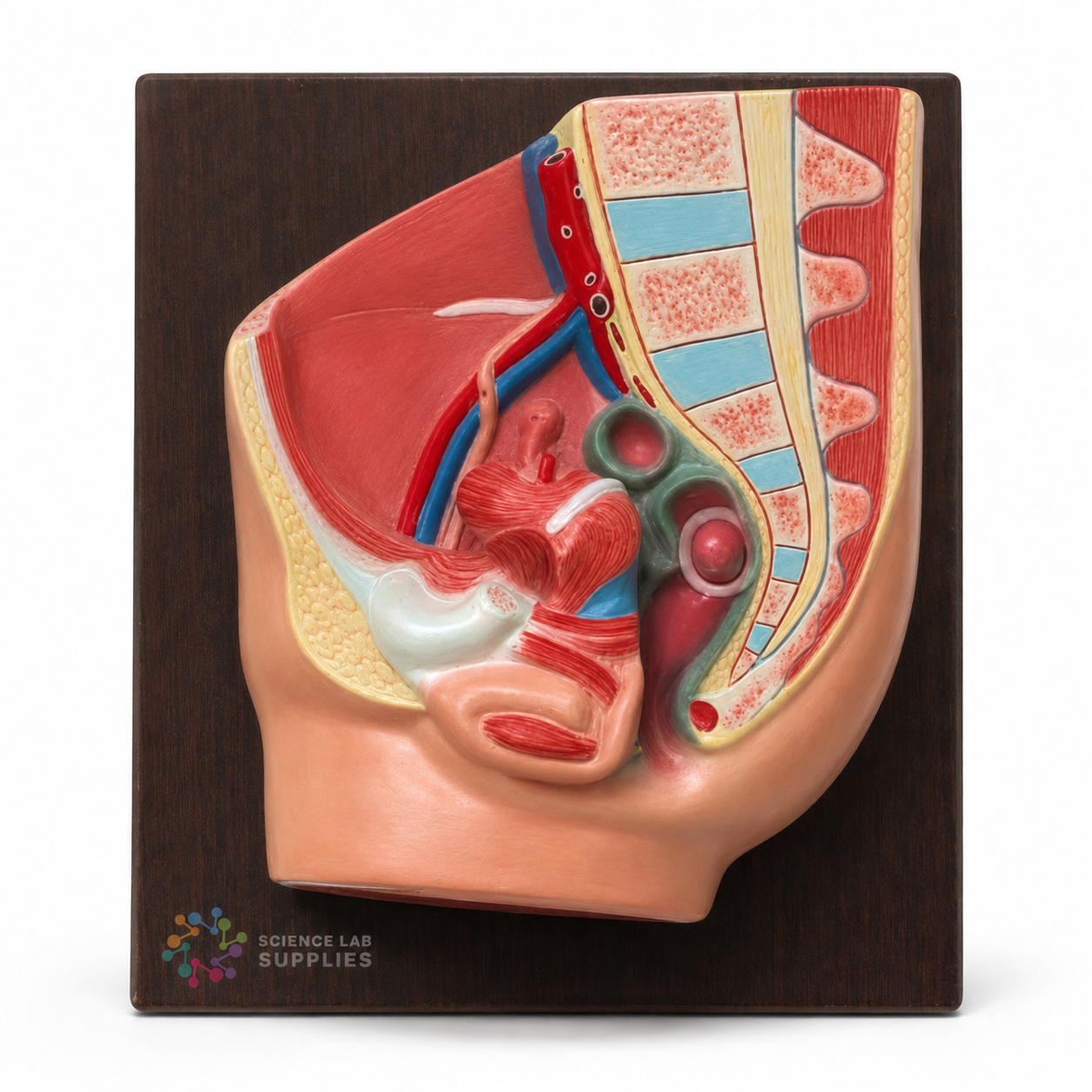 Human Pelvis, 2 Parts, Female