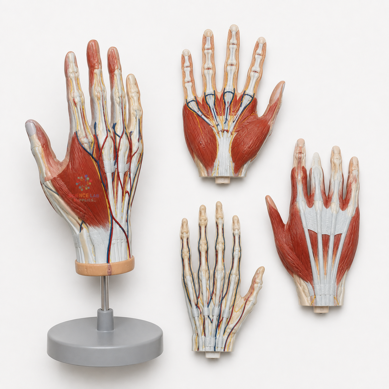 Hand Muscles Model - 4 Parts