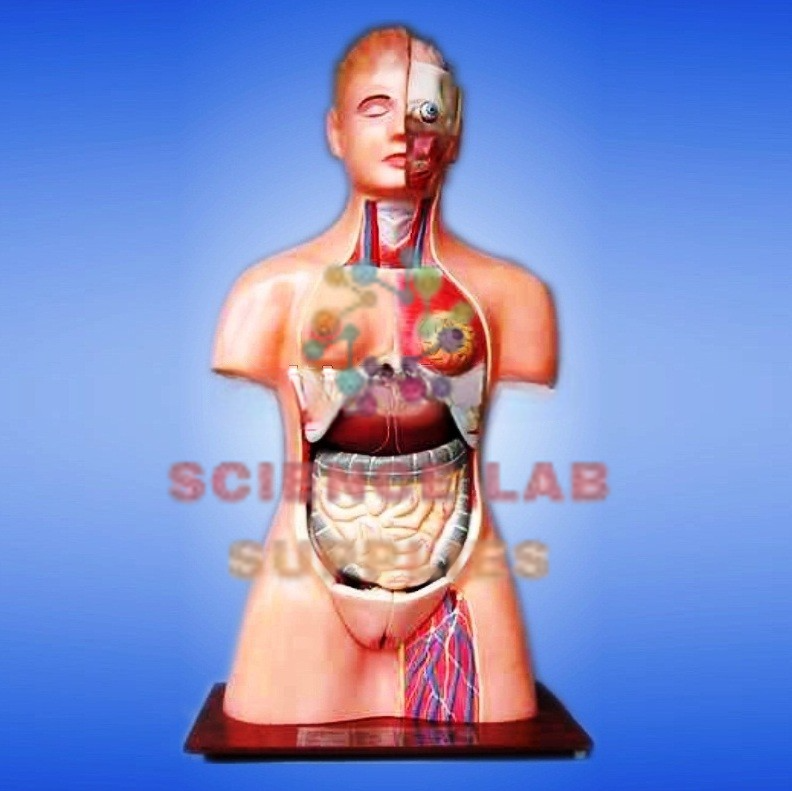 Human Torso, Unisex, 12 parts