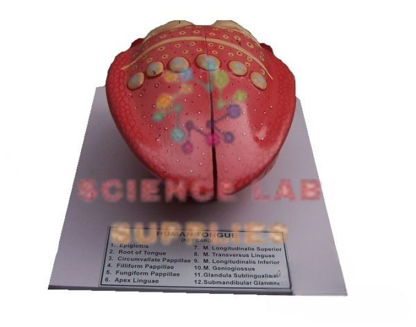 Human Tongue Model