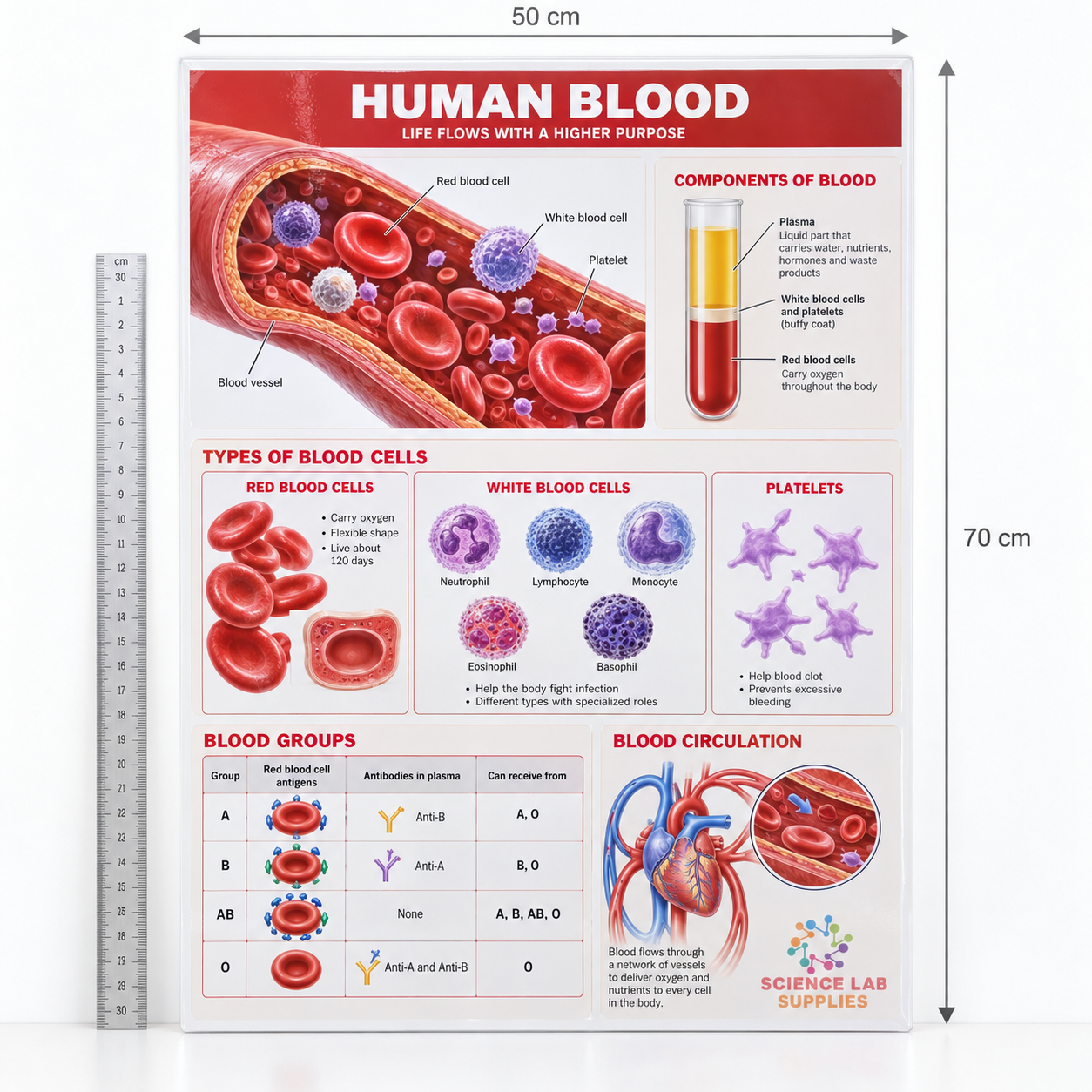 Human Body Charts, Zoology, School Education