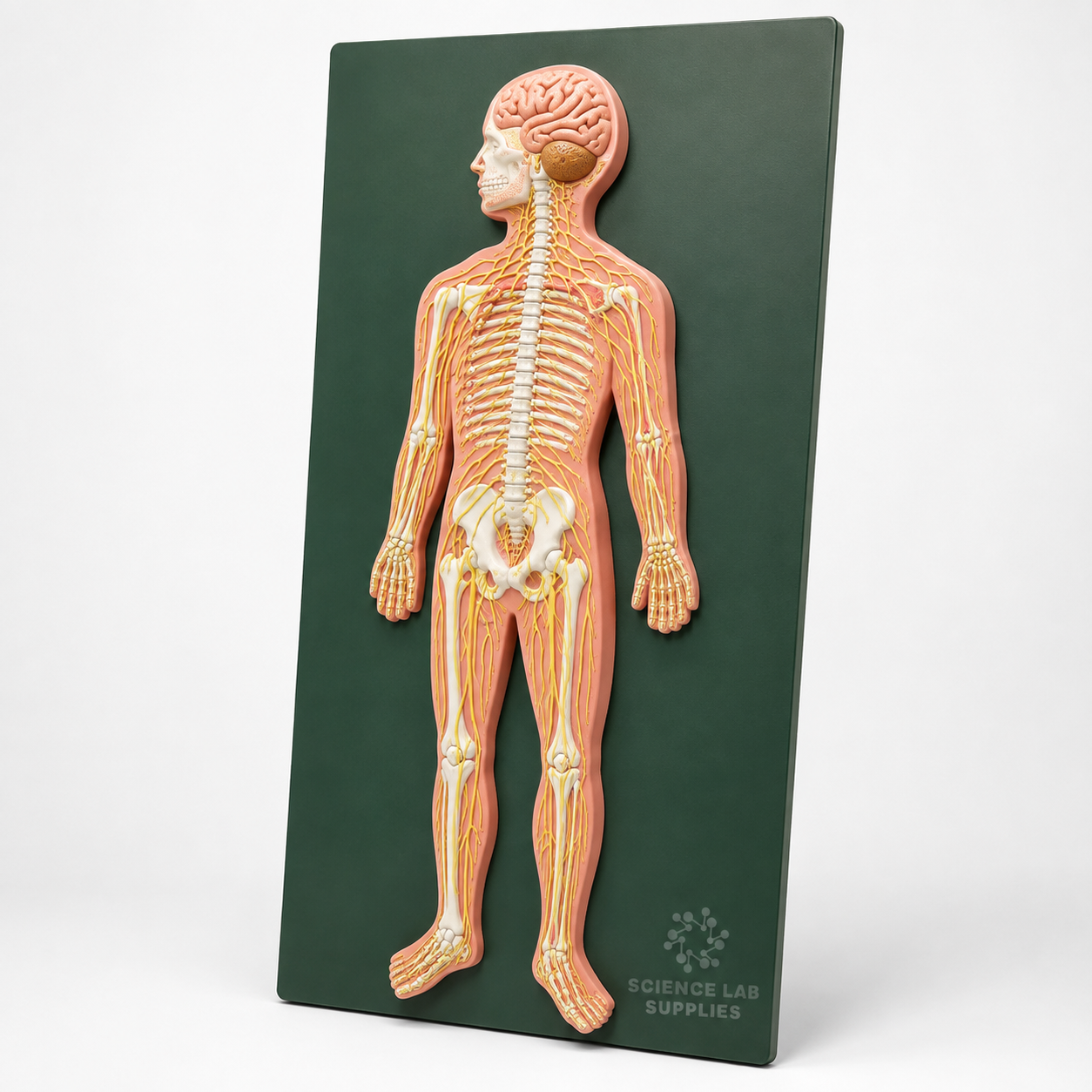 Human Model - Nervous system, Superior