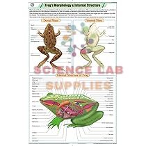 Frog Charts, Zoology, School Education