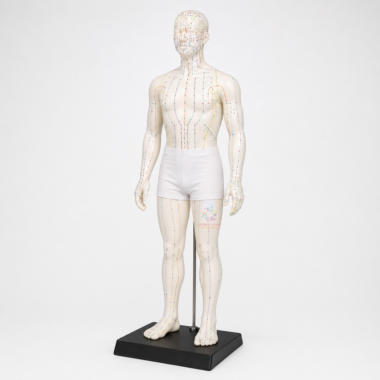 Acupuncture Teaching Model Male