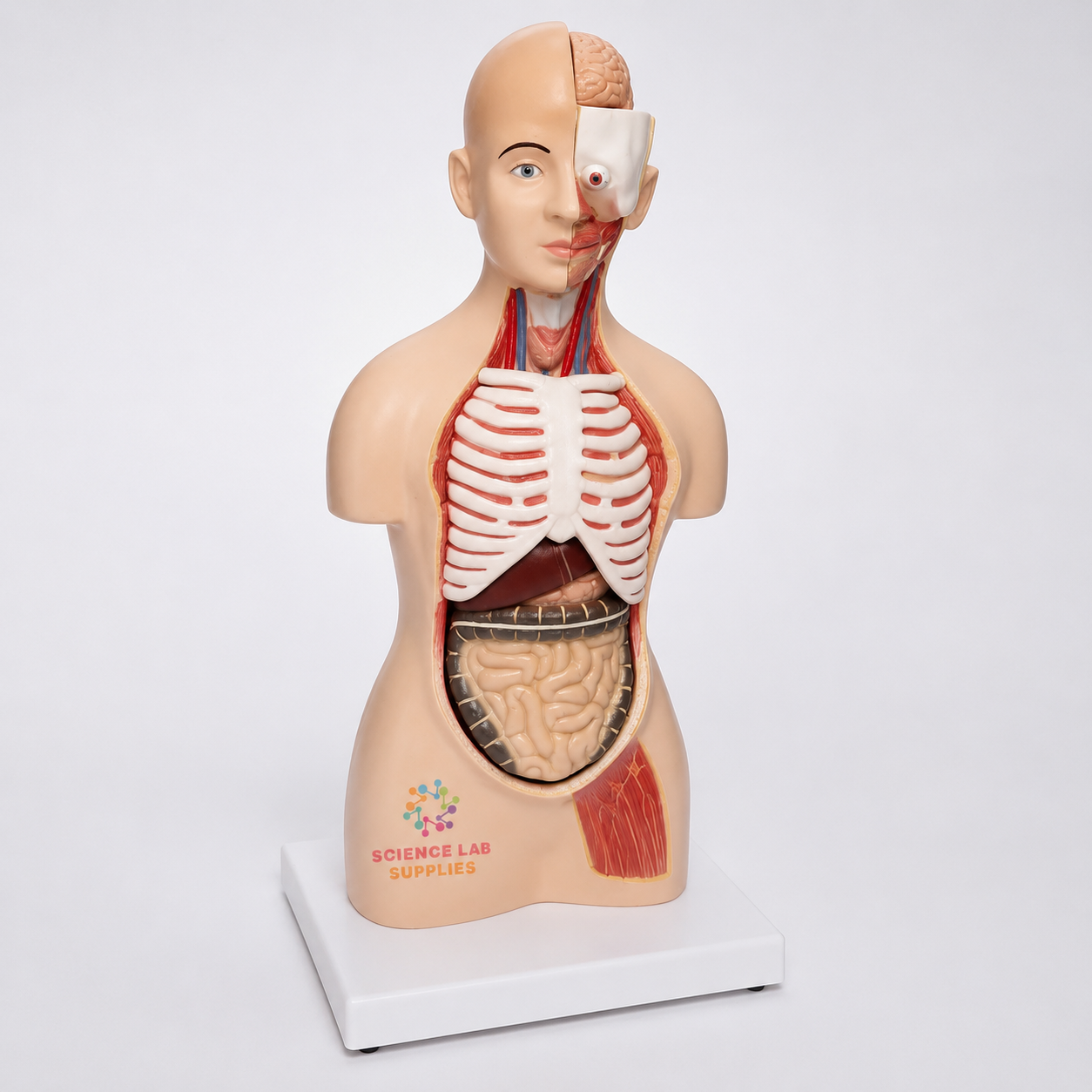 Human Torso, Economy, 10 parts