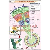 Stem Charts, Botany, School Education