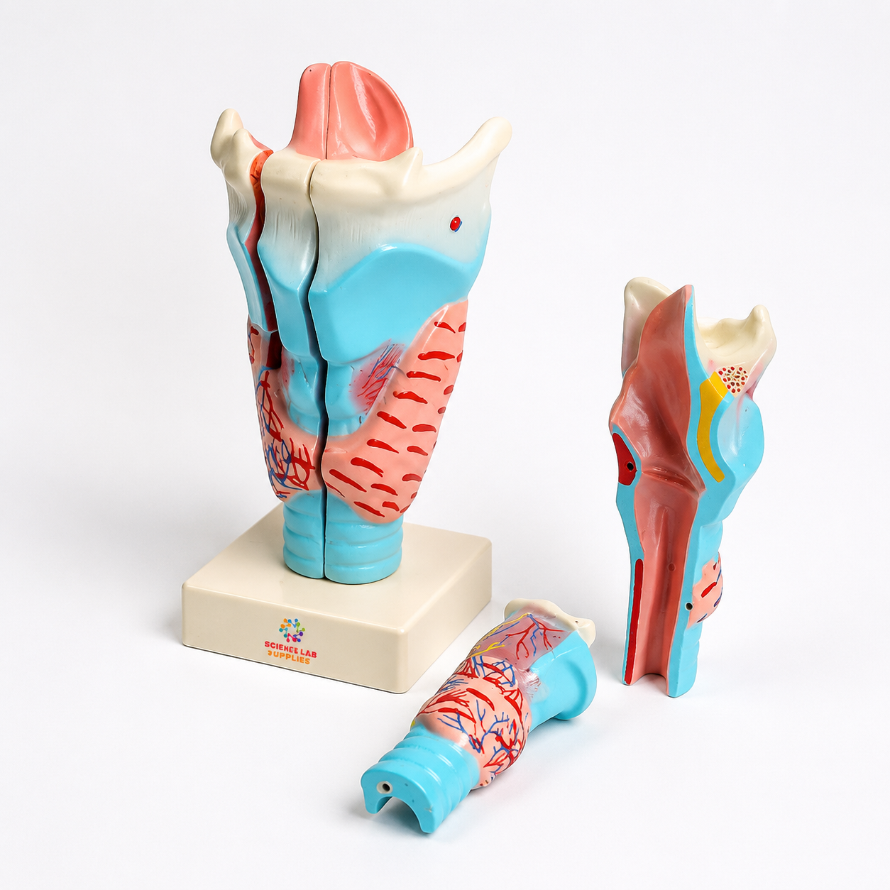 Human Larynx, Full Size 3 Parts
