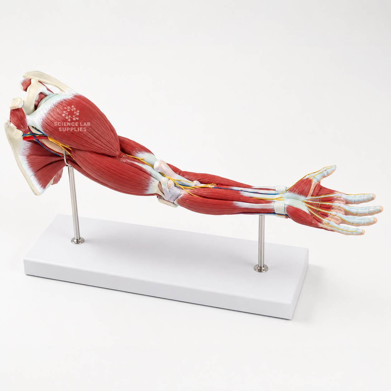 Human Arm Muscles Anatomy Model