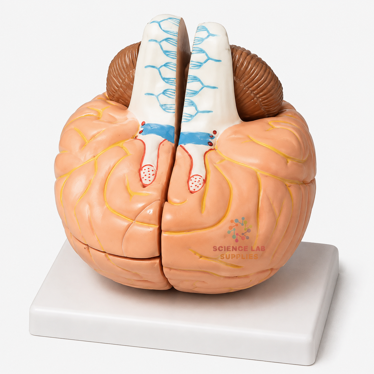 Human Brain Model, 4 Parts
