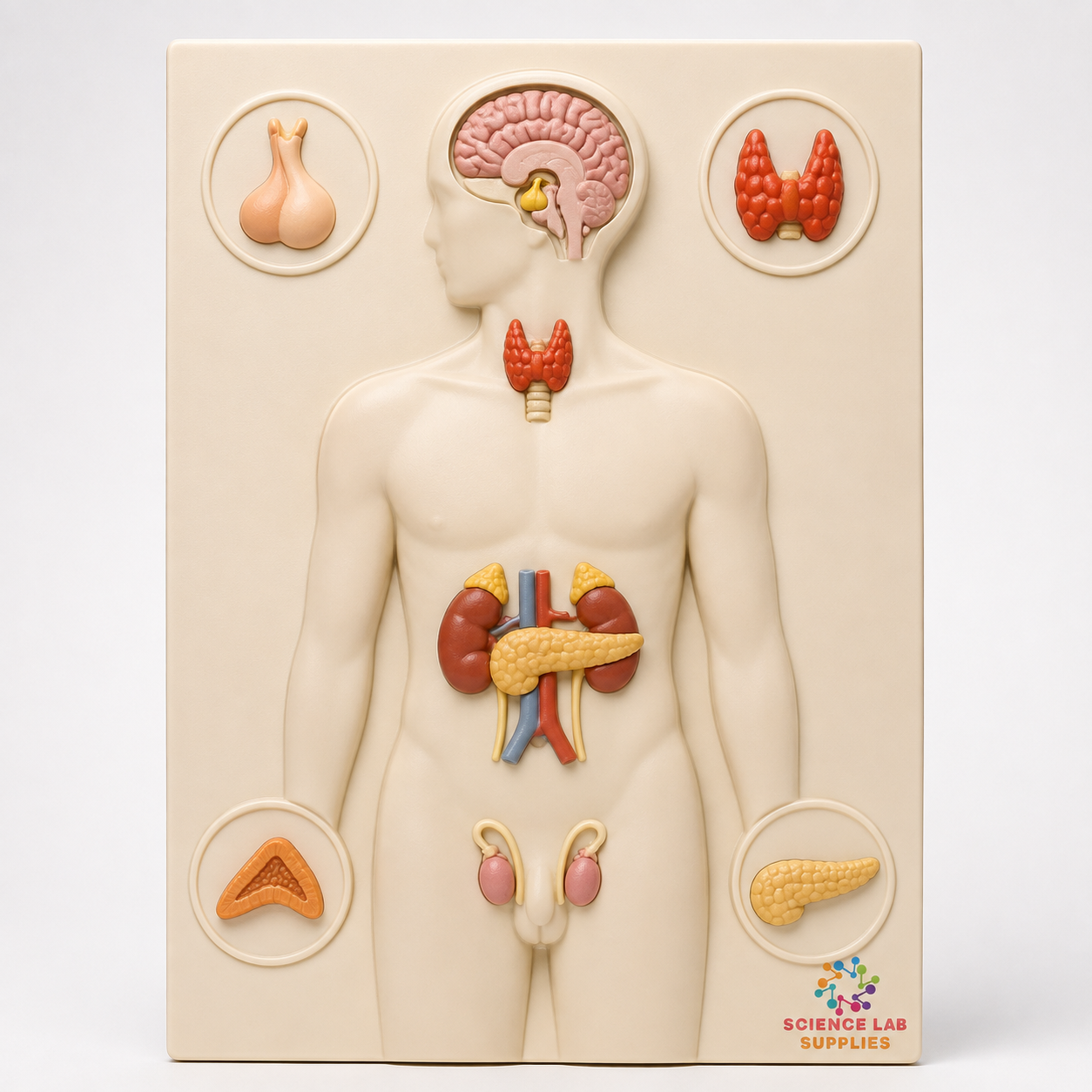 Organs of The Endocrine System Model