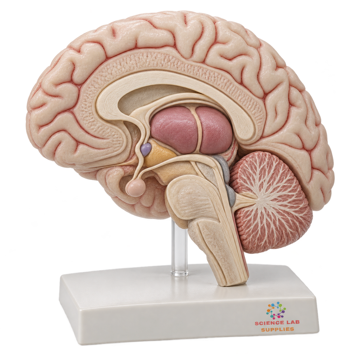 Magnified Thalamus Model
