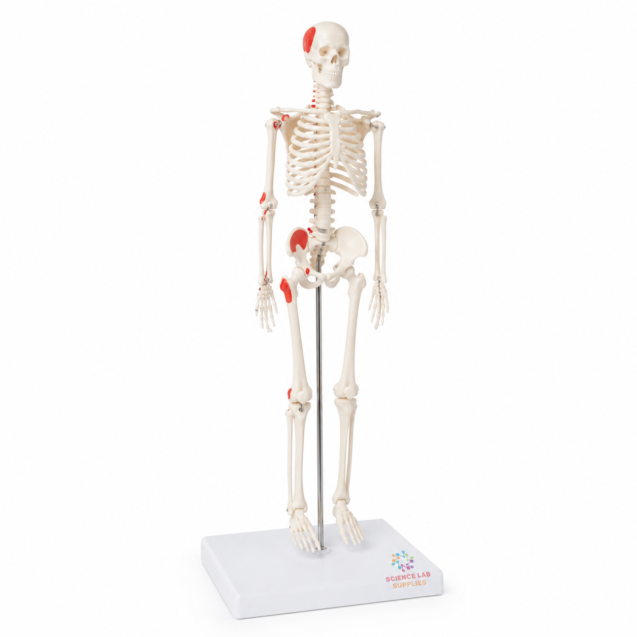Mini Skeleton Model