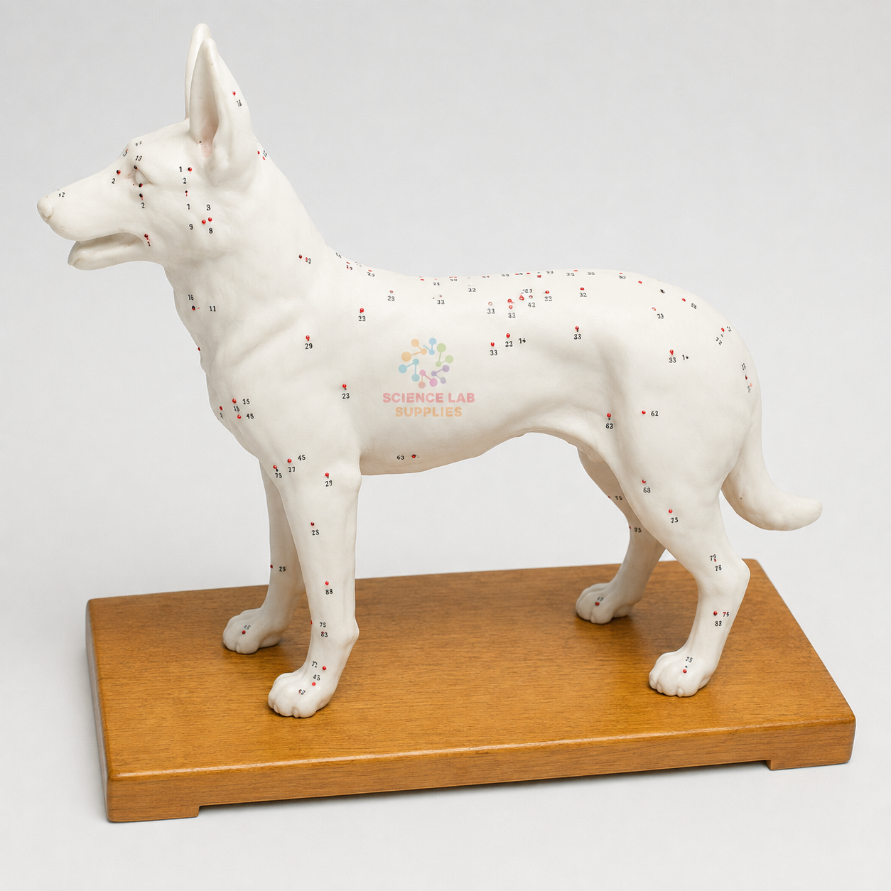 Dog Acupuncture Model