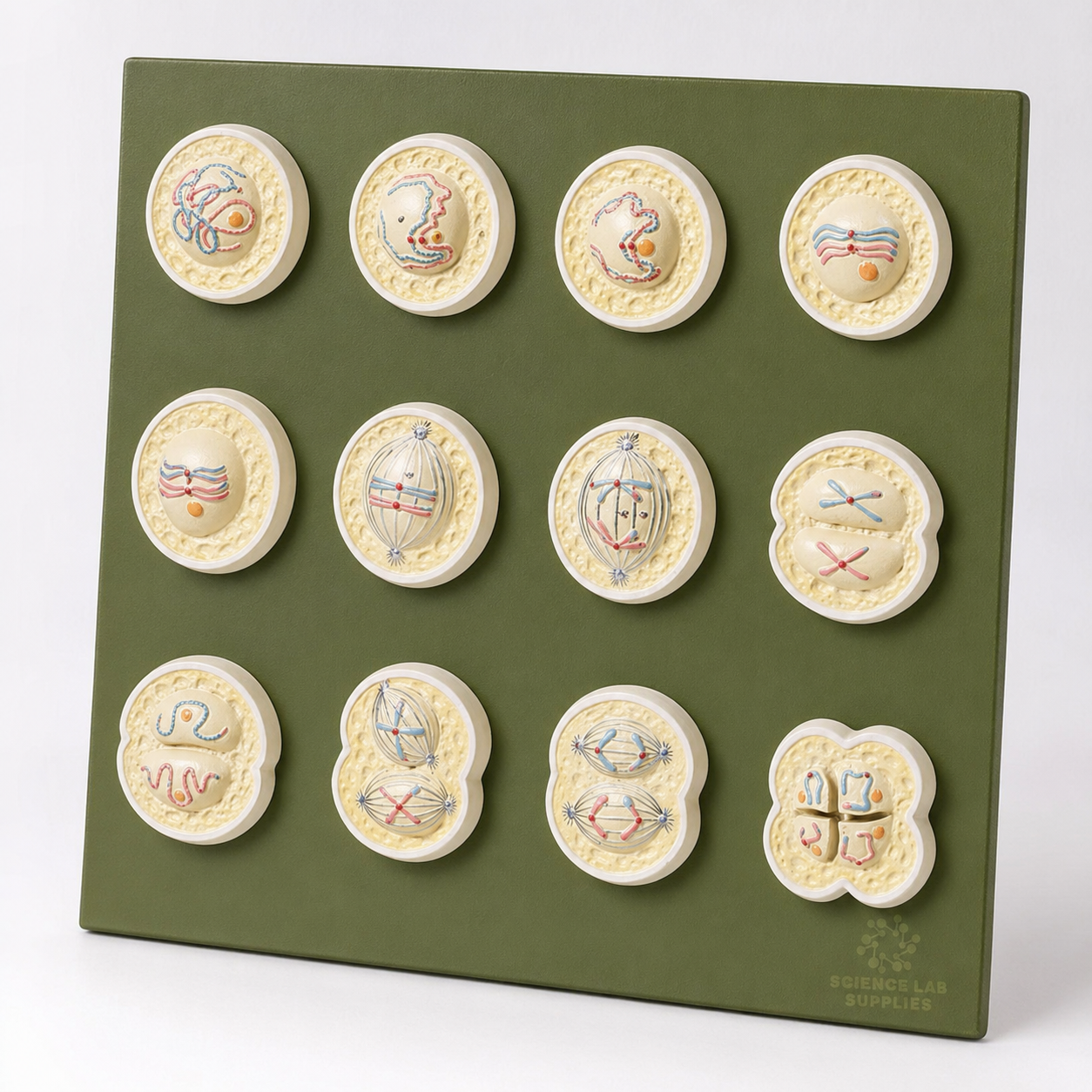 Model, Animal Meiosis