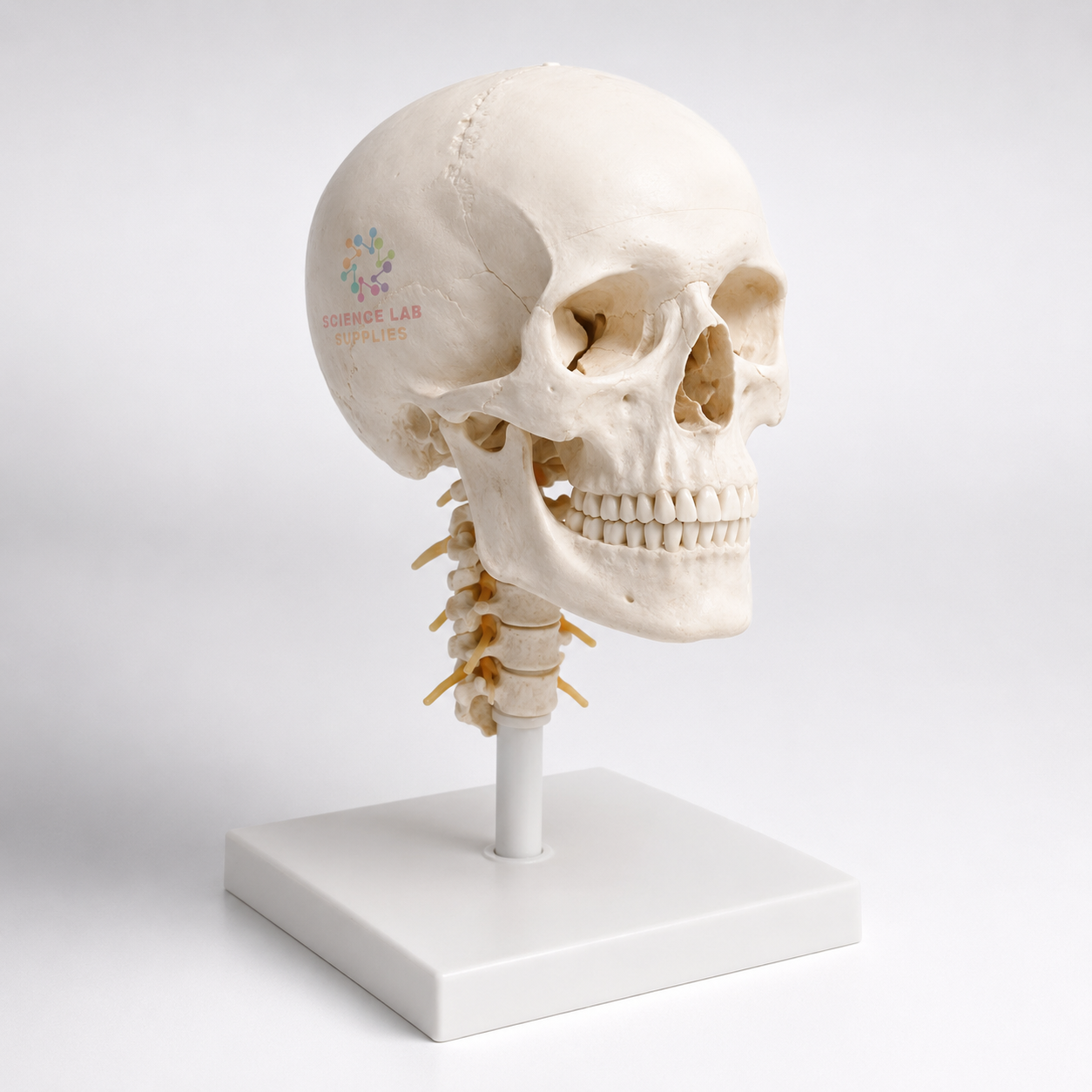 Human Skull Model with Cervical Spine