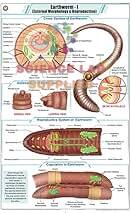 Worm Charts, Zoology, School Education